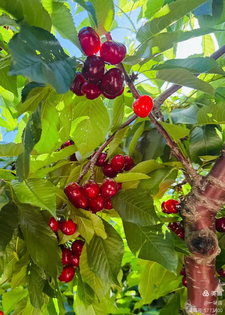 美国加州—樱桃熟了